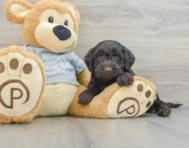 5 week old Mini Portidoodle Puppy For Sale - Lone Star Pups