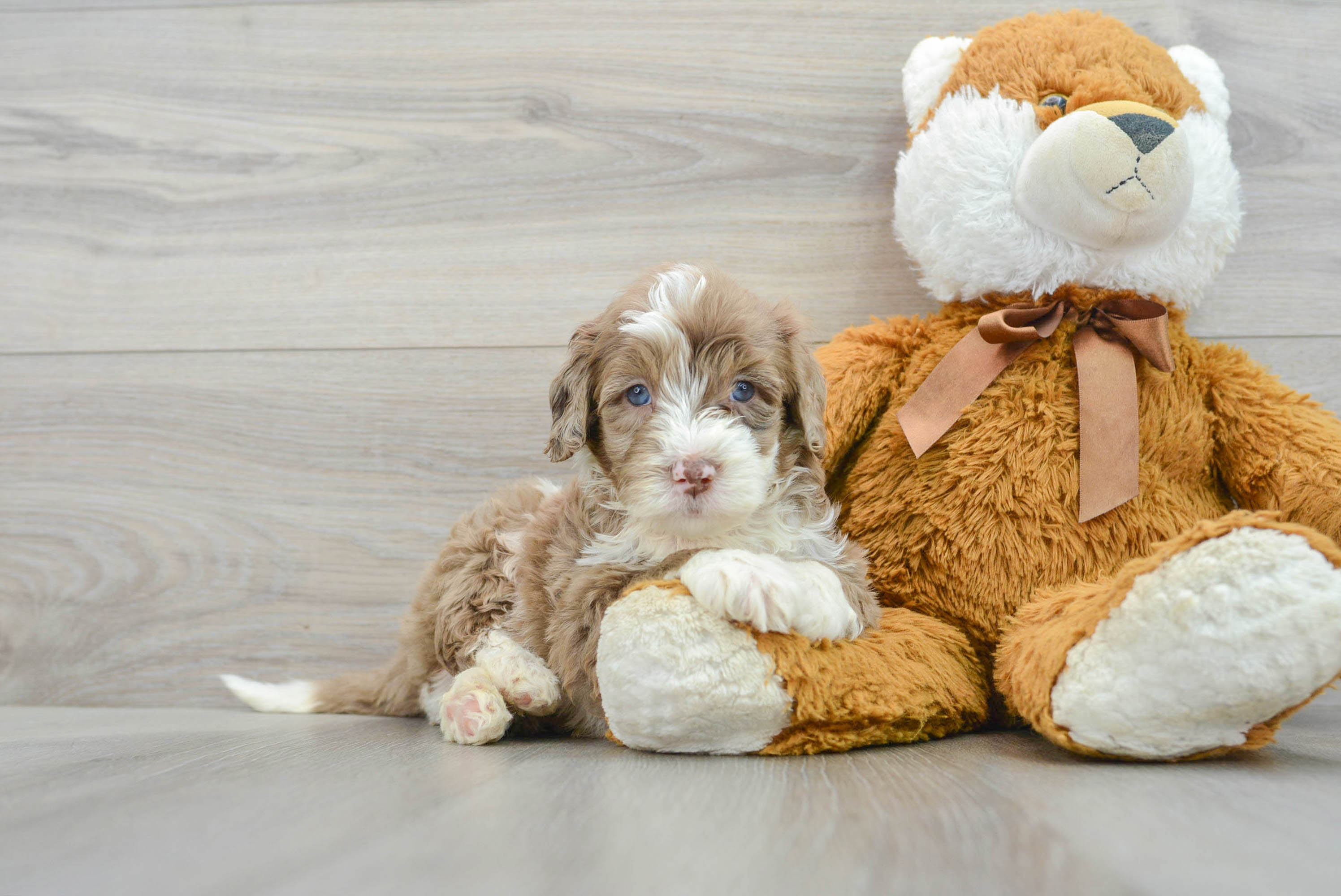 Popular Mini Portidoodle Poodle Mix Pup
