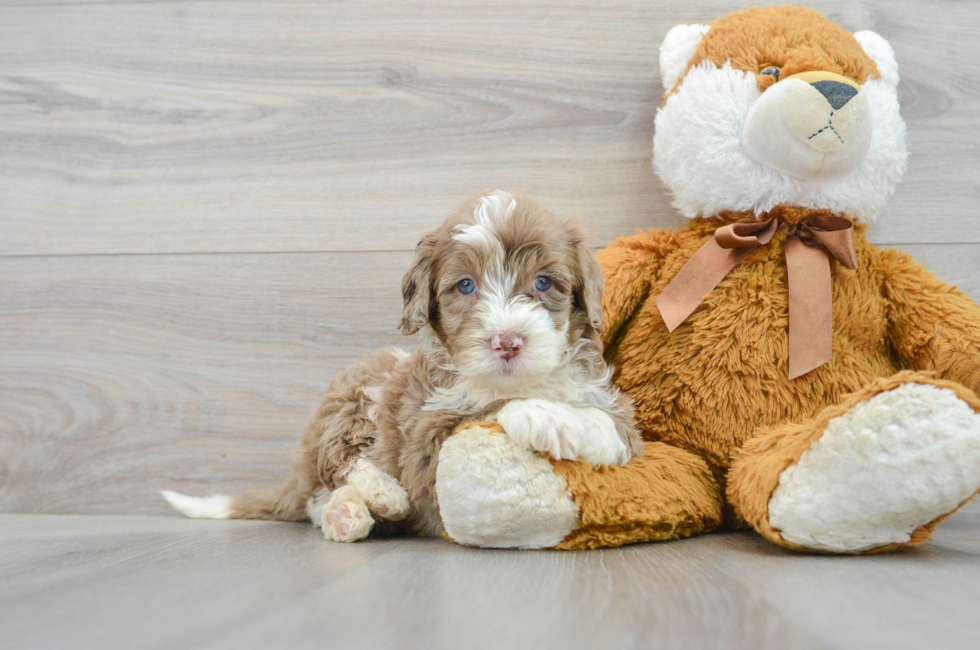 5 week old Mini Portidoodle Puppy For Sale - Lone Star Pups