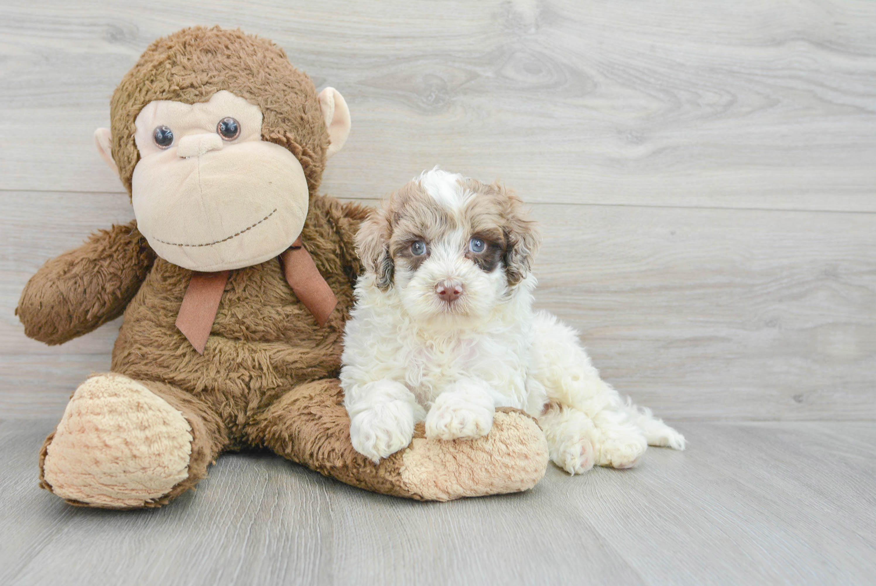 Petite Mini Portidoodle Poodle Mix Pup