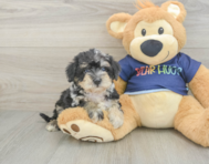 5 week old Mini Schnoodle Puppy For Sale - Lone Star Pups
