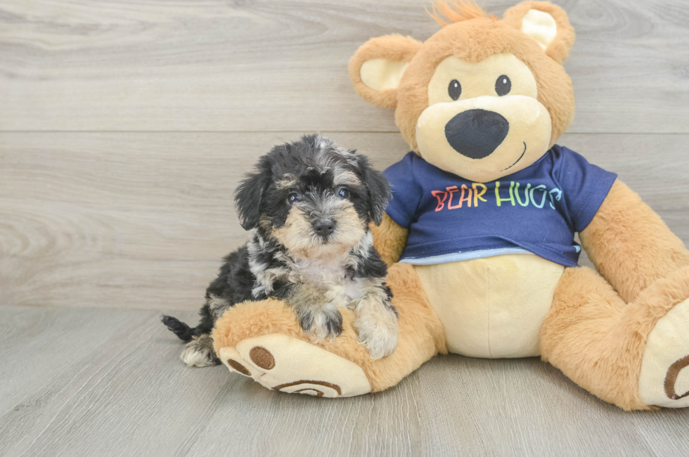 5 week old Mini Schnoodle Puppy For Sale - Lone Star Pups