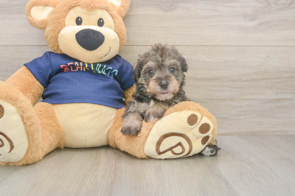 5 week old Mini Schnoodle Puppy For Sale - Lone Star Pups