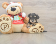 5 week old Mini Schnoodle Puppy For Sale - Lone Star Pups