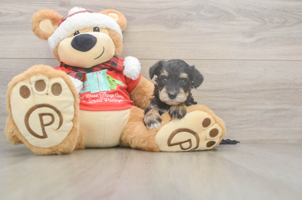 5 week old Mini Schnoodle Puppy For Sale - Lone Star Pups