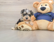 5 week old Mini Schnoodle Puppy For Sale - Lone Star Pups