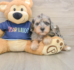6 week old Mini Schnoodle Puppy For Sale - Lone Star Pups