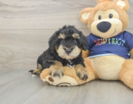 5 week old Mini Schnoodle Puppy For Sale - Lone Star Pups