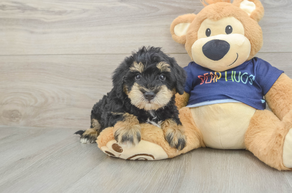 5 week old Mini Schnoodle Puppy For Sale - Lone Star Pups
