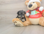 5 week old Mini Schnoodle Puppy For Sale - Lone Star Pups