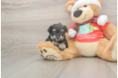 Mini Schnoodle Puppy for Adoption