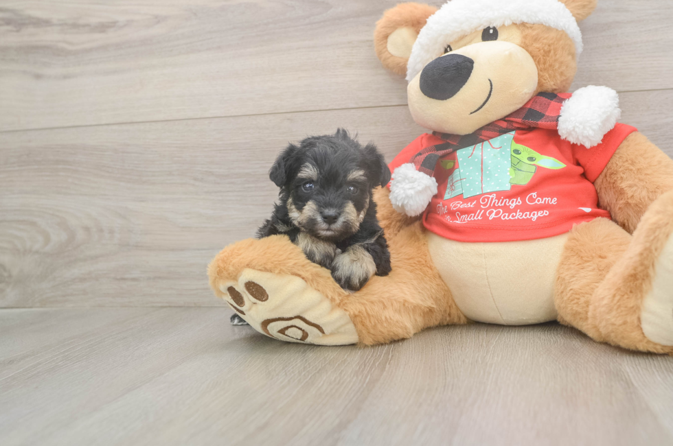 5 week old Mini Schnoodle Puppy For Sale - Lone Star Pups