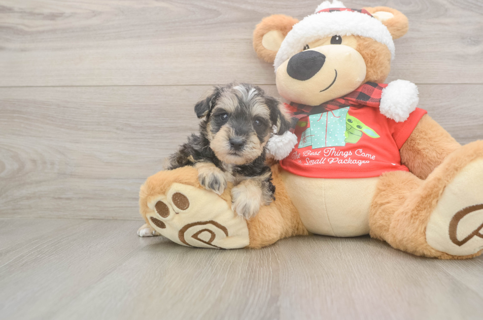5 week old Mini Schnoodle Puppy For Sale - Lone Star Pups