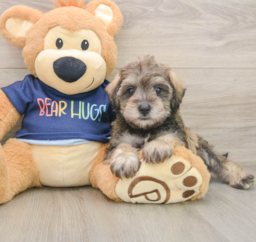 6 week old Mini Schnoodle Puppy For Sale - Lone Star Pups