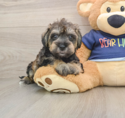 6 week old Mini Schnoodle Puppy For Sale - Lone Star Pups