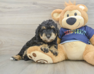 5 week old Mini Schnoodle Puppy For Sale - Lone Star Pups