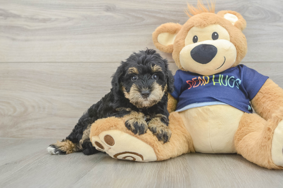 5 week old Mini Schnoodle Puppy For Sale - Lone Star Pups