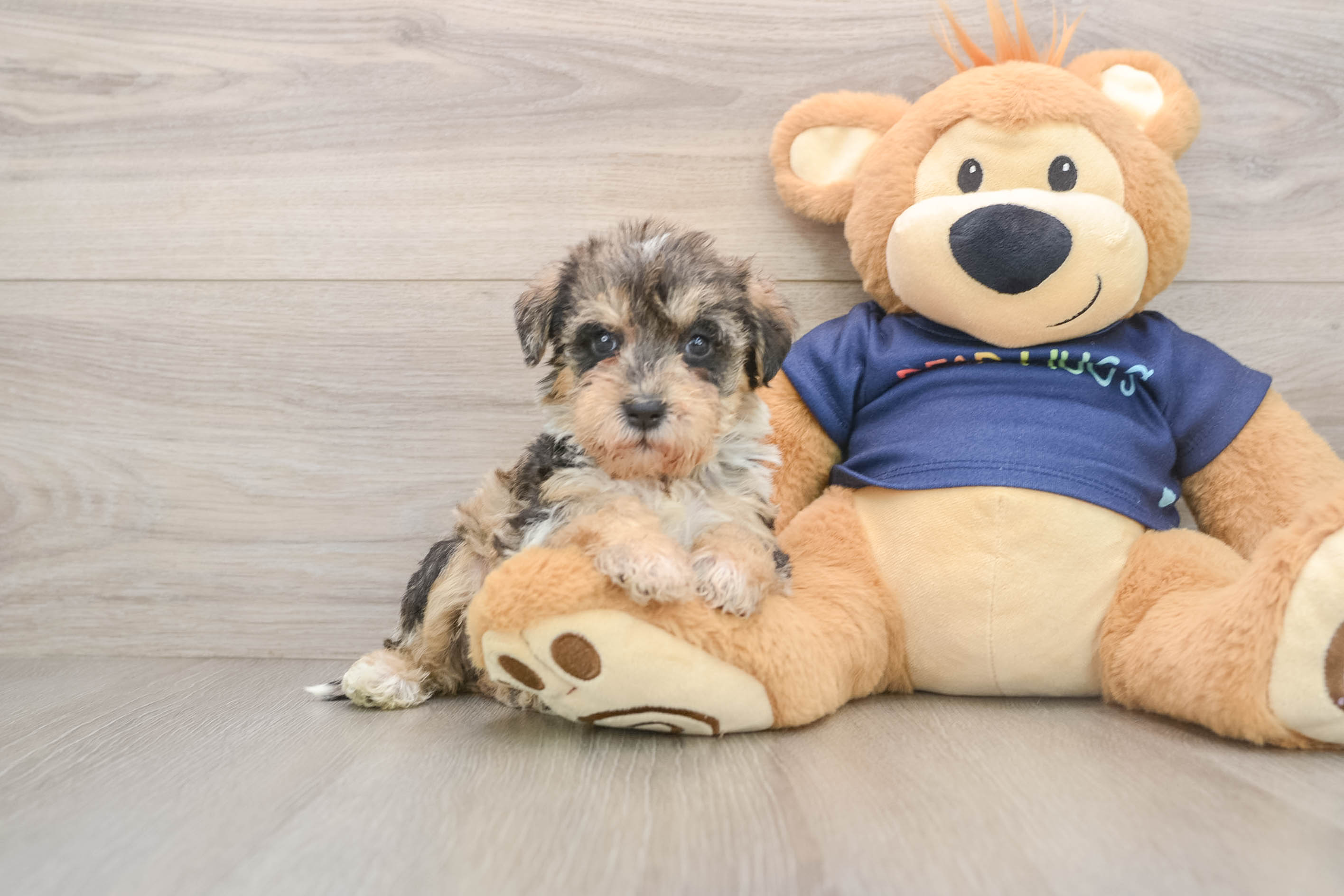 Cute Mini Schnoodle Baby