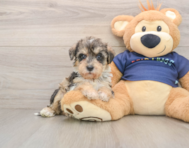 5 week old Mini Schnoodle Puppy For Sale - Lone Star Pups