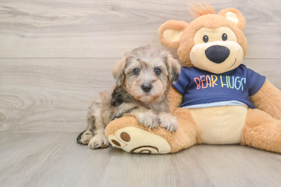 Mini Schnoodle Pup Being Cute