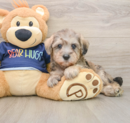6 week old Mini Schnoodle Puppy For Sale - Lone Star Pups