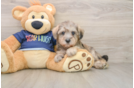 Best Mini Schnoodle Baby