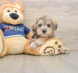 6 week old Mini Schnoodle Puppy For Sale - Lone Star Pups