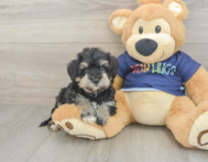 5 week old Mini Schnoodle Puppy For Sale - Lone Star Pups