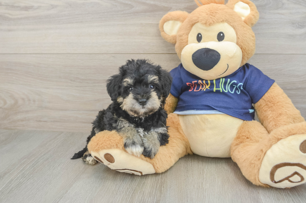 5 week old Mini Schnoodle Puppy For Sale - Lone Star Pups