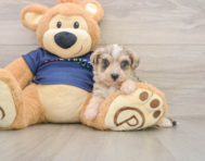5 week old Mini Schnoodle Puppy For Sale - Lone Star Pups