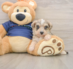 8 week old Mini Schnoodle Puppy For Sale - Lone Star Pups