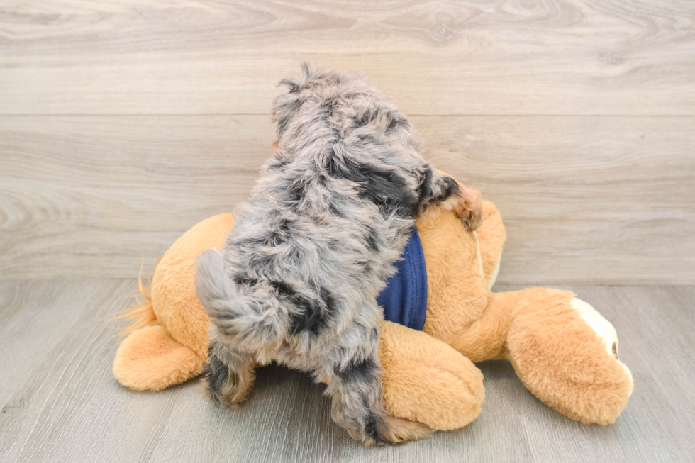 Cute Mini Schnoodle Poodle Mix Pup