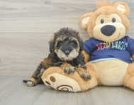 6 week old Mini Schnoodle Puppy For Sale - Lone Star Pups