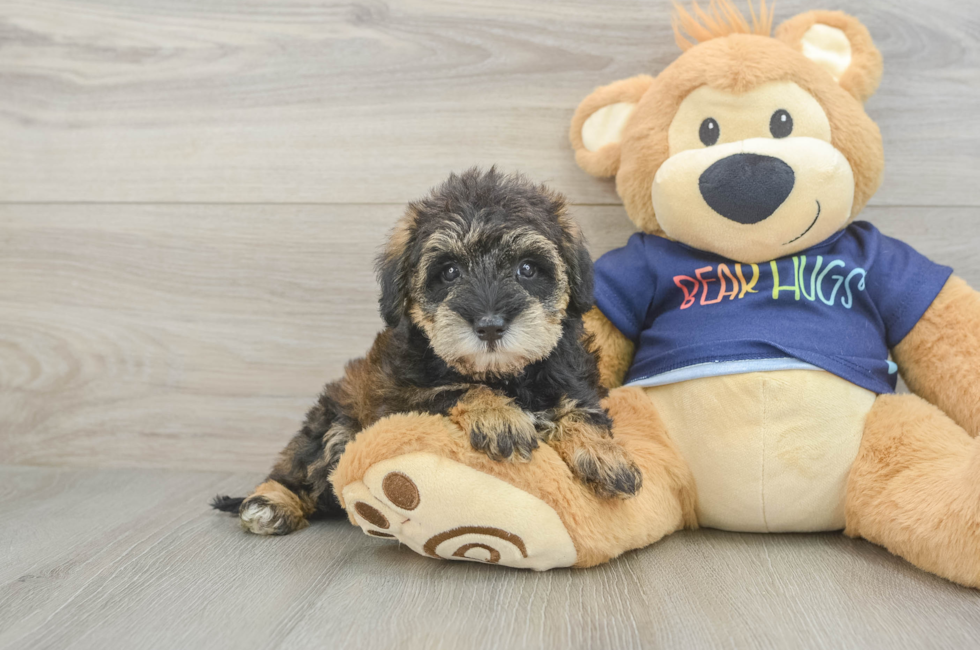 5 week old Mini Schnoodle Puppy For Sale - Lone Star Pups