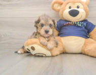 5 week old Mini Schnoodle Puppy For Sale - Lone Star Pups