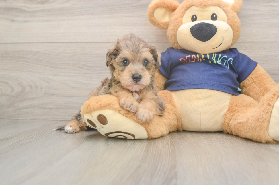 5 week old Mini Schnoodle Puppy For Sale - Lone Star Pups