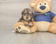 5 week old Mini Schnoodle Puppy For Sale - Lone Star Pups