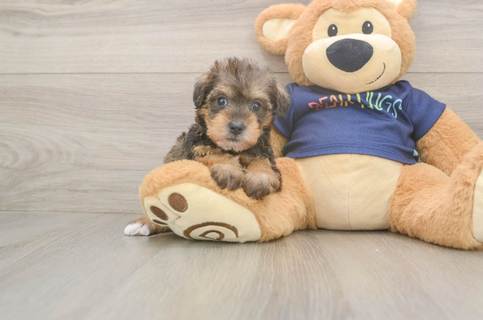 5 week old Mini Schnoodle Puppy For Sale - Lone Star Pups