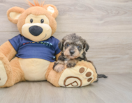 5 week old Mini Schnoodle Puppy For Sale - Lone Star Pups