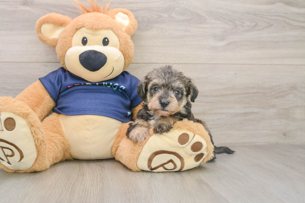 Best Mini Schnoodle Baby