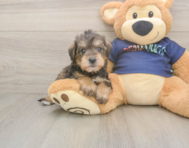 5 week old Mini Schnoodle Puppy For Sale - Lone Star Pups