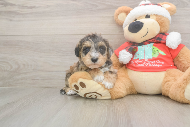 Best Mini Schnoodle Baby