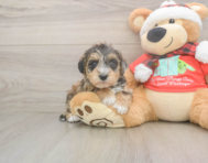 5 week old Mini Schnoodle Puppy For Sale - Lone Star Pups