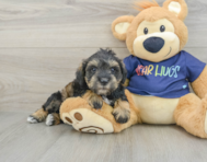 6 week old Mini Schnoodle Puppy For Sale - Lone Star Pups
