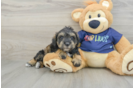 Mini Schnoodle Pup Being Cute