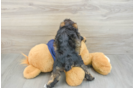 Best Mini Schnoodle Baby
