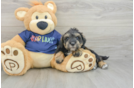 Cute Mini Schnoodle Poodle Mix Pup