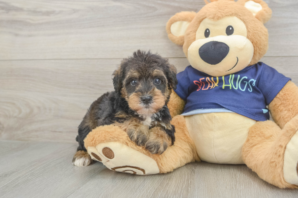 5 week old Mini Schnoodle Puppy For Sale - Lone Star Pups