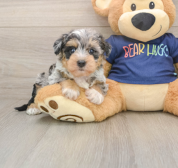 6 week old Mini Schnoodle Puppy For Sale - Lone Star Pups