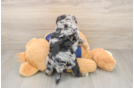 Mini Schnoodle Pup Being Cute